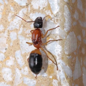 Camponotus consobrinus at Turner, ACT - 4 Dec 2023