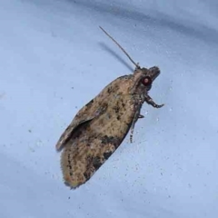 Isochorista ranulana (A Tortricid moth) at Turner, ACT - 3 Dec 2023 by ConBoekel