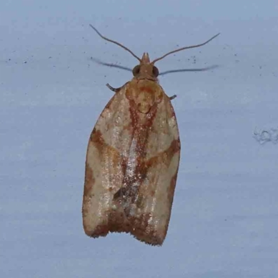 Epiphyas postvittana (Light Brown Apple Moth) at Turner, ACT - 4 Dec 2023 by ConBoekel