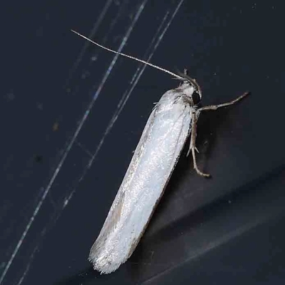 Philobota productella (Pasture Tunnel Moth) at Turner, ACT - 3 Dec 2023 by ConBoekel