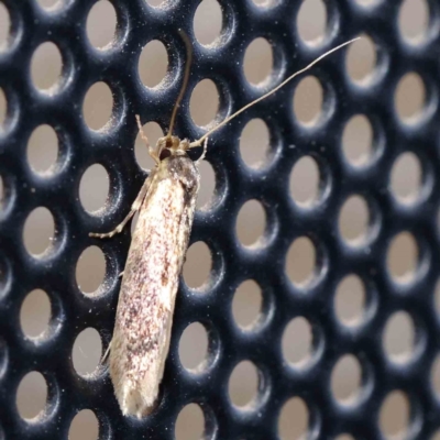 Opogona omoscopa (Detritus Moth) at Turner, ACT - 4 Dec 2023 by ConBoekel