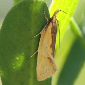 Thema chlorochyta at Turner, ACT - 4 Dec 2023 12:17 PM