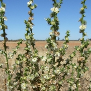 Salsola australis at Morton Plains, VIC - 28 Mar 2009