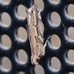 Eutorna (genus) (A Gelechioid moth (Depressidae)) at Turner, ACT - 4 Dec 2023 by ConBoekel