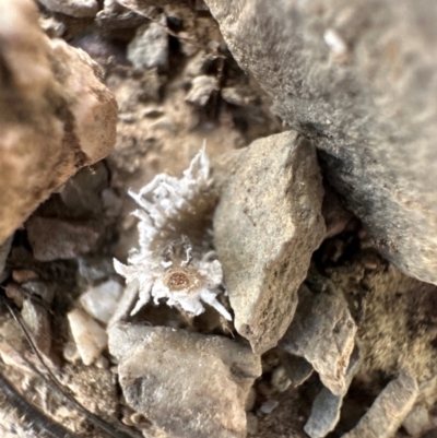 Cryptolaemus montrouzieri (Mealybug ladybird) at Aranda, ACT - 1 Mar 2024 by lbradley