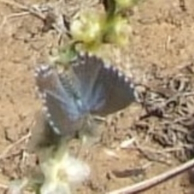 Theclinesthes serpentata at Morton Plains, VIC - 28 Mar 2009 by WendyEM