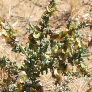 Maireana decalvans at Morton Plains, VIC - 28 Mar 2009