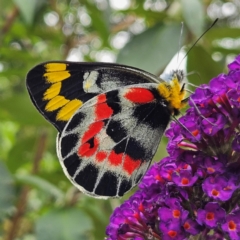 Delias harpalyce (Imperial Jezebel) at QPRC LGA - 1 Mar 2024 by MatthewFrawley