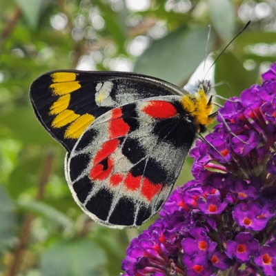 Delias harpalyce (Imperial Jezebel) at QPRC LGA - 1 Mar 2024 by MatthewFrawley