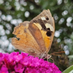 Heteronympha merope (Common Brown Butterfly) at Braidwood, NSW - 1 Mar 2024 by MatthewFrawley