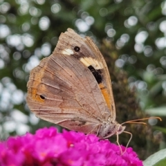 Heteronympha merope at QPRC LGA - 1 Mar 2024 12:47 PM