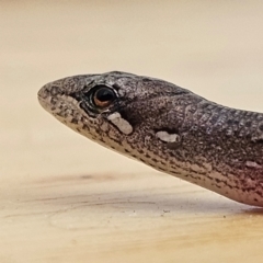 Saproscincus mustelinus (Weasel Skink) at Braidwood, NSW - 1 Mar 2024 by MatthewFrawley