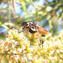 Pseudoperga sp. (genus) (Sawfly, Spitfire) at Kambah, ACT - 29 Feb 2024 by HelenCross