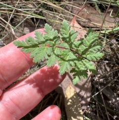 Cheilanthes sieberi subsp. sieberi (Narrow Rock Fern) at Aranda Bushland - 1 Mar 2024 by lbradley