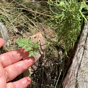 Cheilanthes sieberi subsp. sieberi at Aranda, ACT - 1 Mar 2024