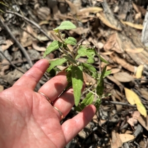 Olearia lirata at Aranda, ACT - 1 Mar 2024