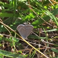 Zizina otis (Common Grass-Blue) at Oakey Hill NR (OHR) - 27 Feb 2024 by CraigW