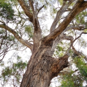 Eucalyptus melliodora at Gossan Hill - 1 Mar 2024