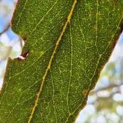 Eucalyptus melliodora at Gossan Hill - 1 Mar 2024