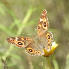 Junonia villida (Meadow Argus) at McQuoids Hill - 1 Mar 2024 by HelenCross