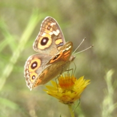 Junonia villida at McQuoids Hill NR (MCQ) - 1 Mar 2024