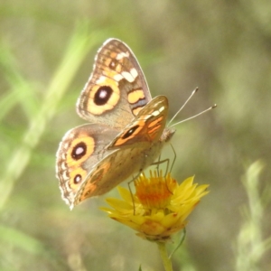 Junonia villida at McQuoids Hill NR (MCQ) - 1 Mar 2024 11:02 AM