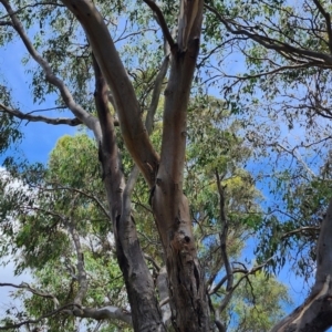 Eucalyptus blakelyi at Bruce Ridge to Gossan Hill - 1 Mar 2024