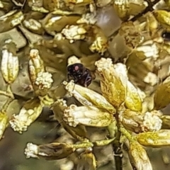 Mordella sp. (genus) (Pintail or tumbling flower beetle) at Oakey Hill NR (OHR) - 28 Feb 2024 by CraigW