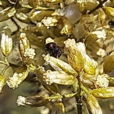 Mordella sp. (genus) (Pintail or tumbling flower beetle) at Oakey Hill NR (OHR) - 28 Feb 2024 by CraigW