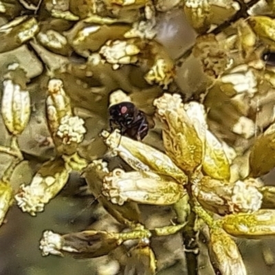 Mordella sp. (genus) (Pintail or tumbling flower beetle) at Lyons, ACT - 27 Feb 2024 by CraigW