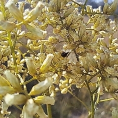 Mordella sp. (genus) at Oakey Hill NR (OHR) - 28 Feb 2024