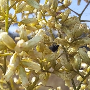 Mordella sp. (genus) at Oakey Hill NR (OHR) - 28 Feb 2024