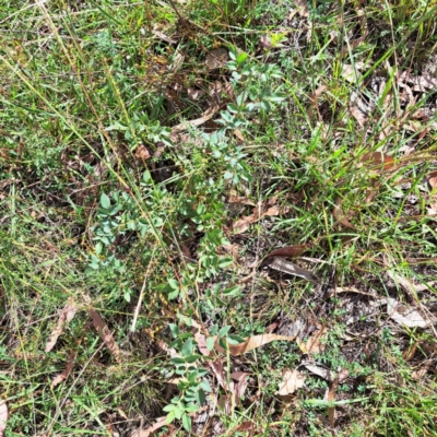 Rosa sp. (A Wild Rose) at Mount Majura - 29 Feb 2024 by abread111