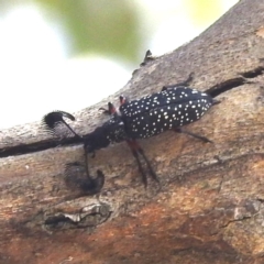 Rhipicera femorata (Feather-horned beetle) at McQuoids Hill - 1 Mar 2024 by HelenCross