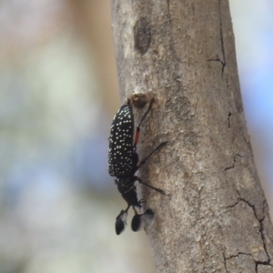 Rhipicera (Agathorhipis) femorata at McQuoids Hill - 1 Mar 2024