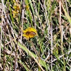 Apis mellifera (European honey bee) at Oakey Hill NR (OHR) - 28 Feb 2024 by CraigW