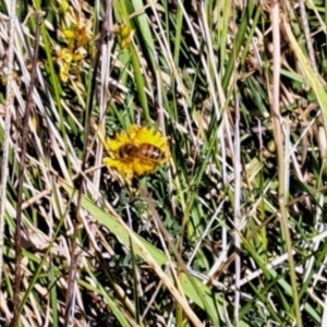 Apis mellifera at Oakey Hill NR (OHR) - 28 Feb 2024