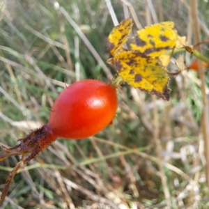 Rosa rubiginosa at Mount Majura - 1 Mar 2024 10:39 AM