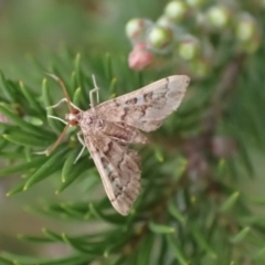 Nacoleia rhoeoalis (A Crambid moth (Spilomelinae) at Murrumbateman, NSW - 29 Feb 2024 by SimoneC