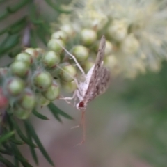 Nacoleia rhoeoalis at Murrumbateman, NSW - 29 Feb 2024
