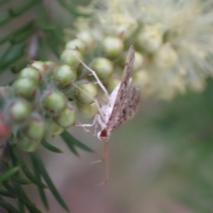 Nacoleia rhoeoalis at Murrumbateman, NSW - 29 Feb 2024