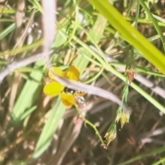 Syrphini sp. (tribe) (Unidentified syrphine hover fly) at Oakey Hill NR (OHR) - 27 Feb 2024 by CraigW