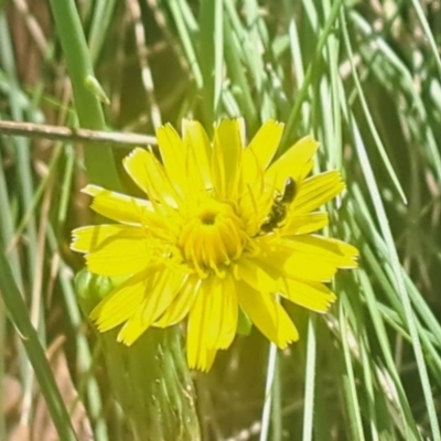 Apocrita (suborder) (Unidentified wasp) at Oakey Hill - 27 Feb 2024 by CraigW