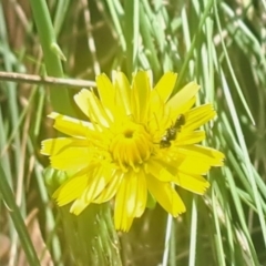 Apocrita (suborder) at Oakey Hill NR (OHR) - 28 Feb 2024