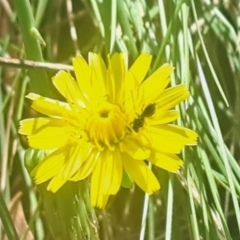 Apocrita (suborder) at Oakey Hill NR (OHR) - 28 Feb 2024