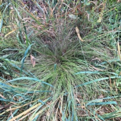 Nassella trichotoma (Serrated Tussock) at Watson, ACT - 1 Mar 2024 by abread111