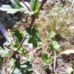 Crataegus monogyna (Hawthorn) at Watson, ACT - 1 Mar 2024 by abread111