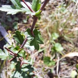 Crataegus monogyna at Mount Majura - 1 Mar 2024 10:46 AM