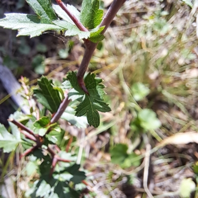 Crataegus monogyna (Hawthorn) at Watson, ACT - 29 Feb 2024 by abread111