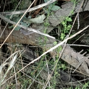 Christinus marmoratus at Watson, ACT - 26 Feb 2024 09:15 PM